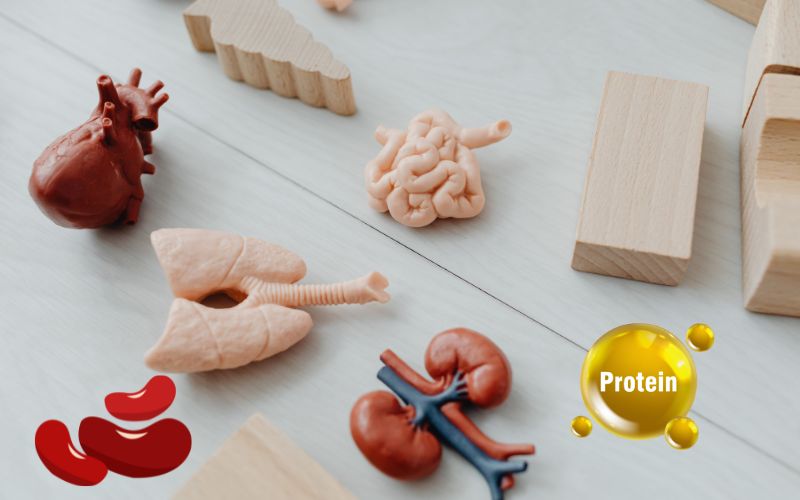 Supplement side effects on kidney